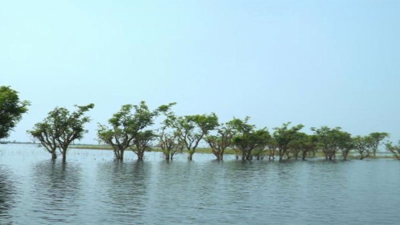 BD: Jagannathpur farmers fret over stagnant water as boro yield hit