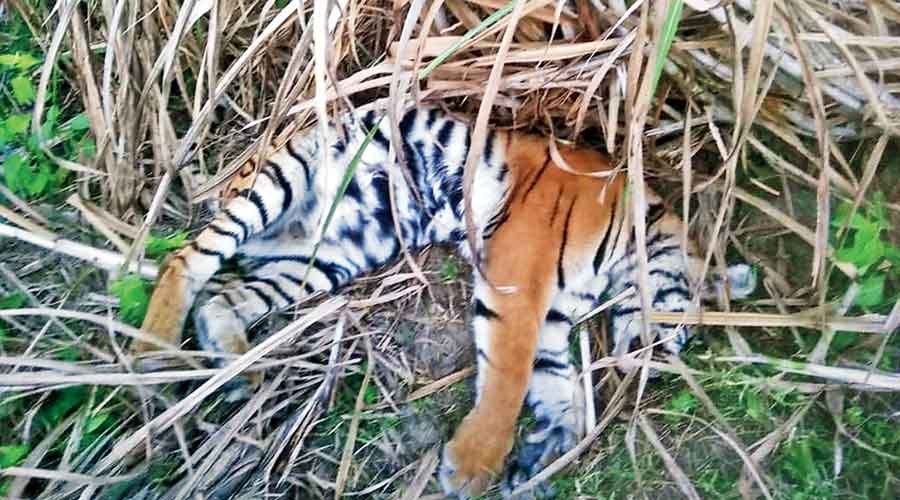 Royal Bengal tiger found dead in Bihar