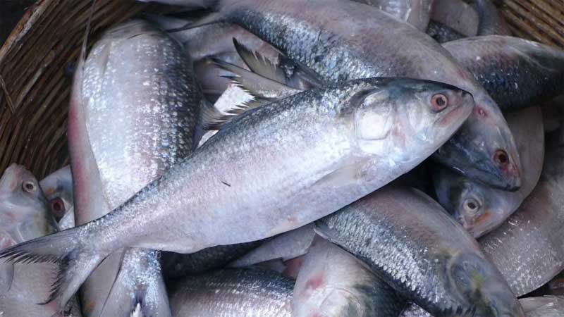 Bangladesh: 2-month ban on catching, transporting Hilsa begins