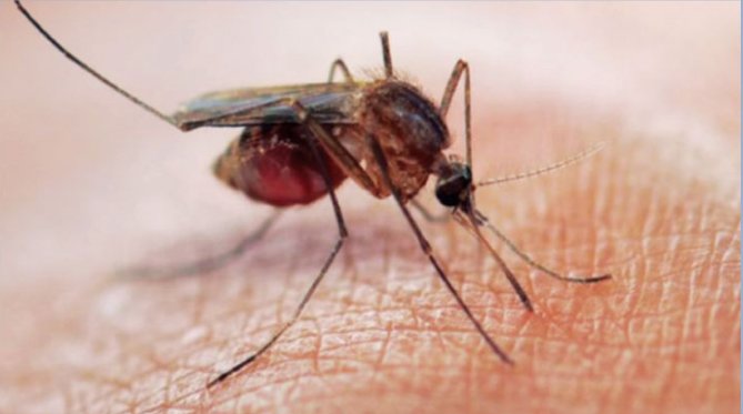 China certified malaria-free after 70-year fight