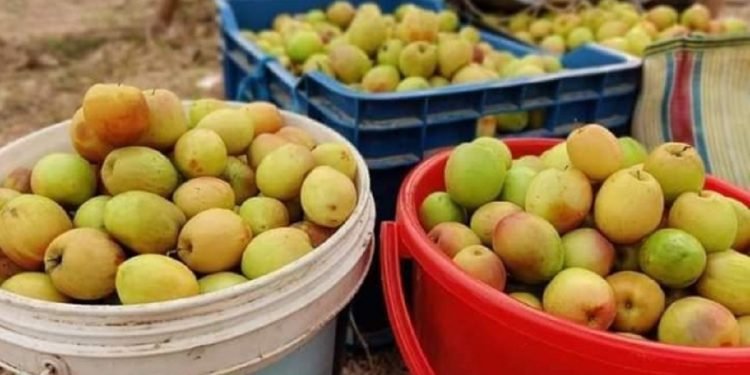 Tripura youth cultivates ‘Kashmiri Apple Ber’, earns Rs 6 lakhs by investing Rs 2.5 lakh