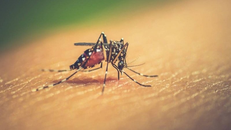 266 more dengue patients hospitalised in 24 hrs: DGHS