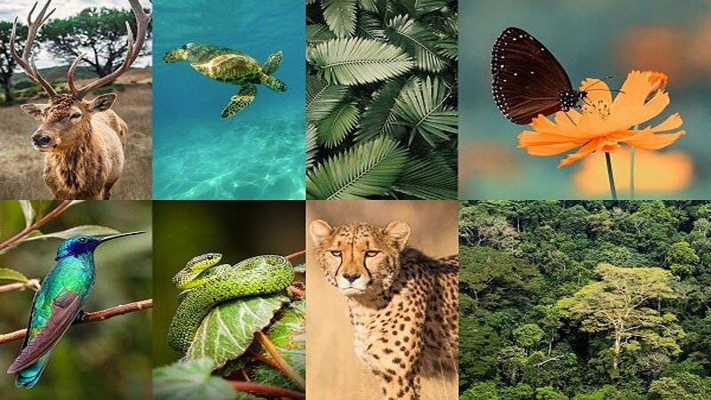 Protecting biodiversity