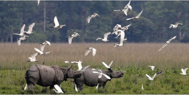 Pobitora Wildlife Sanctuary in Assam to re-open for tourists from tomorrow
