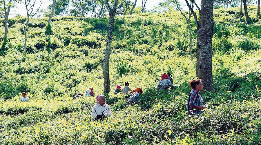 West Bengal Tea industry nudges Centre on coal crisis