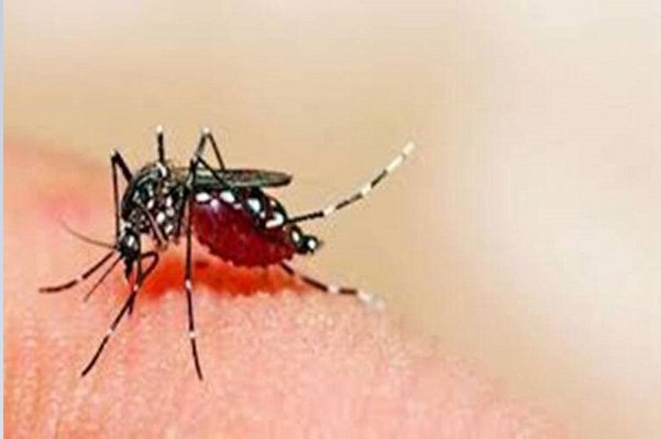 In Tripura, 255 dengue cases till November this year