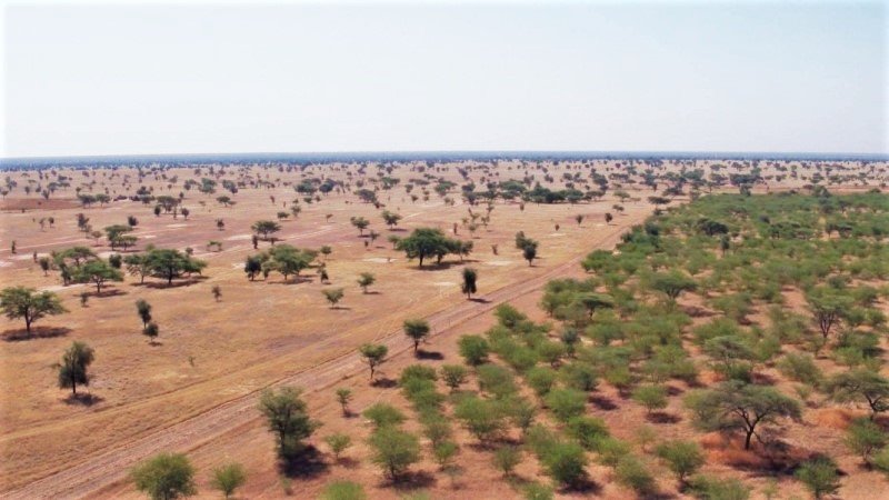 Great Green Wall brings life back to Niger desert