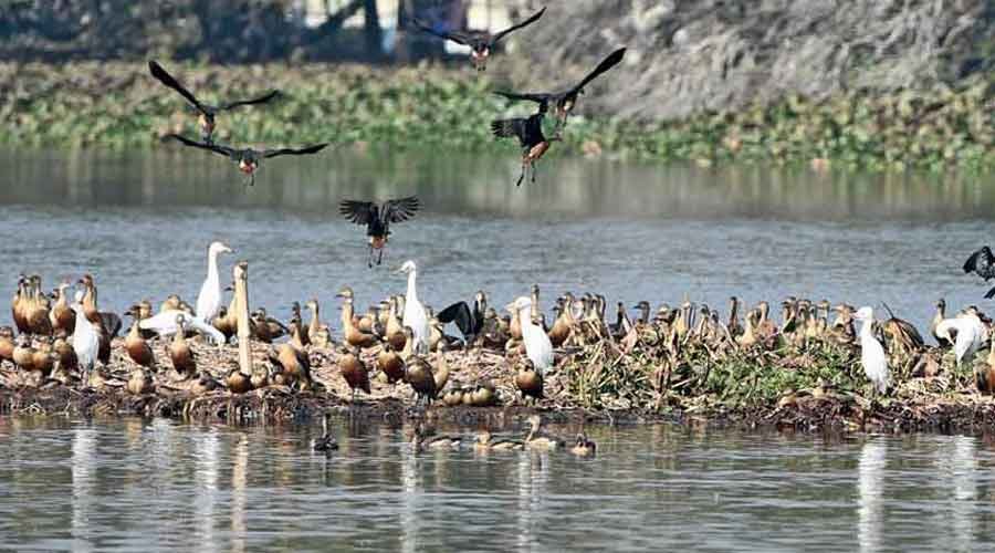 Odisha: Carcasses of 29 birds recovered from Chilika