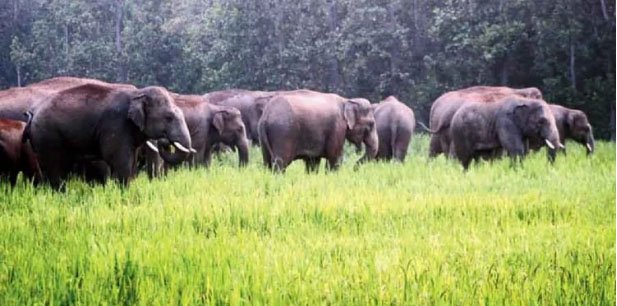 Human-elephant conflict: Villagers in Tripura’s Khowai block National Highway