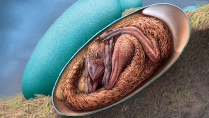 Perfectly preserved dinosaur embryo was preparing to hatch like a bird