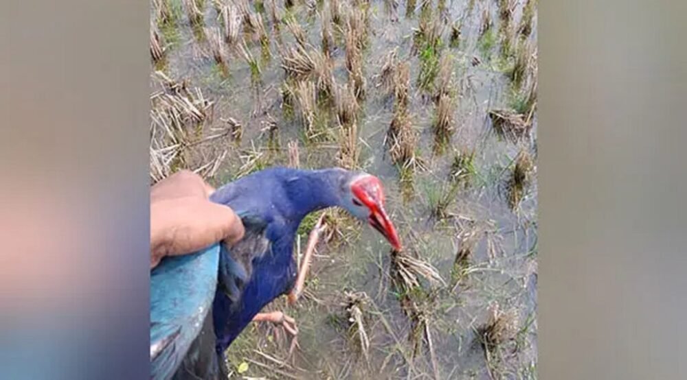 Carcasses of hundreds of migratory birds found at Tripura’s Udaipur Lake