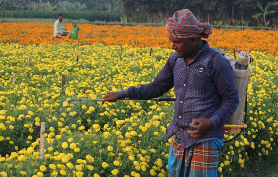 Jhenaidah flower growers aim to make huge profits in February