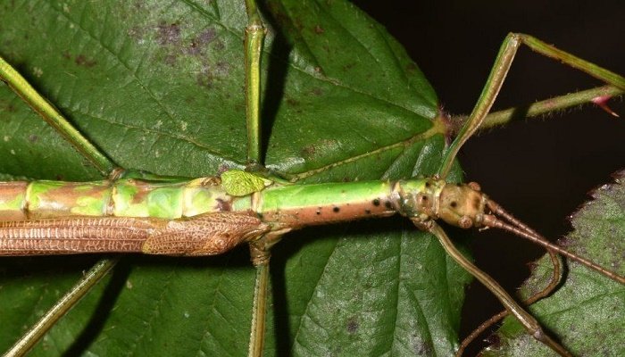 Natural History Museum confirms stick insect is male and female