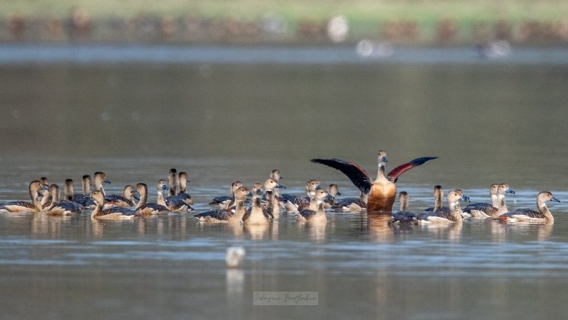 Assam: Pobitora Wildlife Sanctuary bird census records 8,200 birds