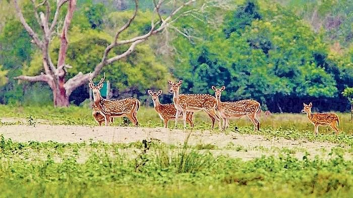 Sundarbans tourism to cost more as authorities move to boost revenue income