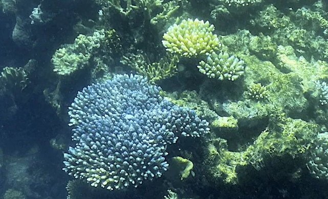 Massive Coral Bleaching In Coastal Andaman Sea, Study Shows