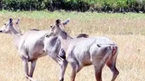 Bihar: Farmers of East Champaran hail govt's decision on nilgais