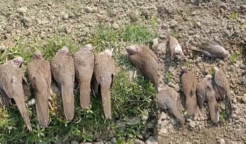 50 spotted doves poisoned to death in Chandpur; Probe on