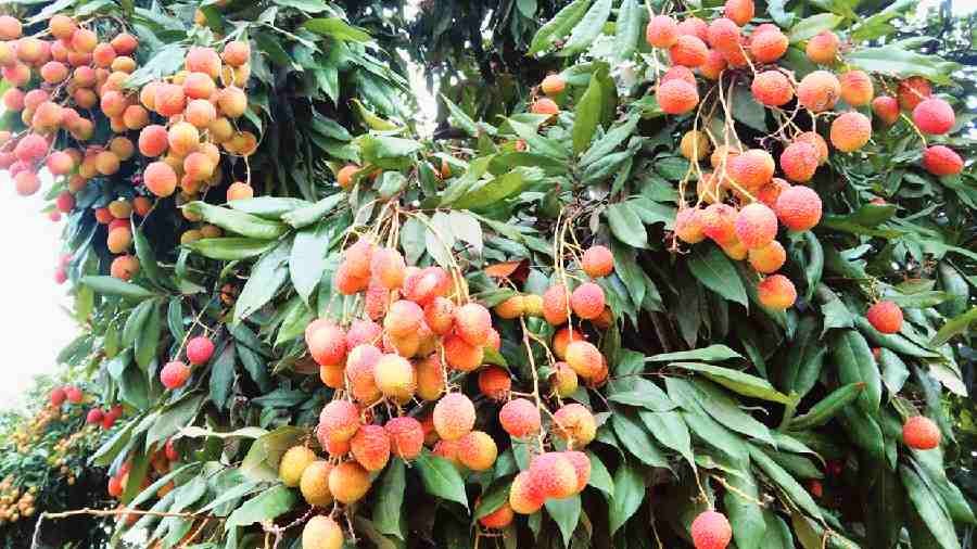 West Bengal’s Mango hub set to diversify export, Malda litchis soon in ...