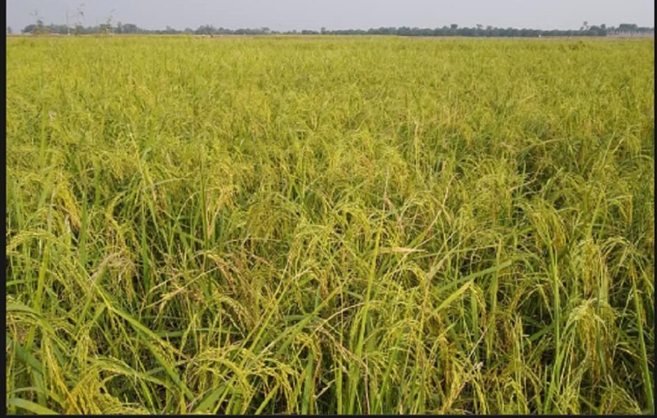 Bangladesh ranks third in rice production for four consecutive years