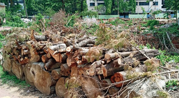 Odisha: Trees cut for MLA high-rise apartments in Bhubaneswar