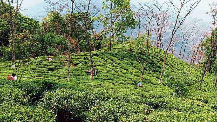 Darjeeling tea planters worried over govts’ tourism policy