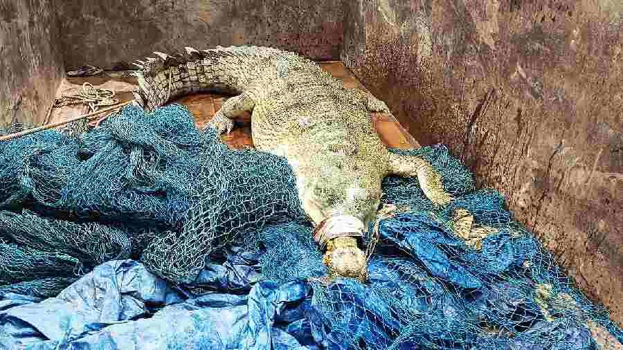 Bihar: Gharial rescued from canal in Rohtas district