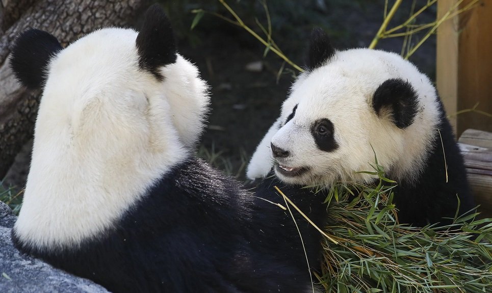 China gifts World Cup giant pandas to Qatar