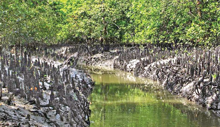 Sundarbans reopens for tourists today