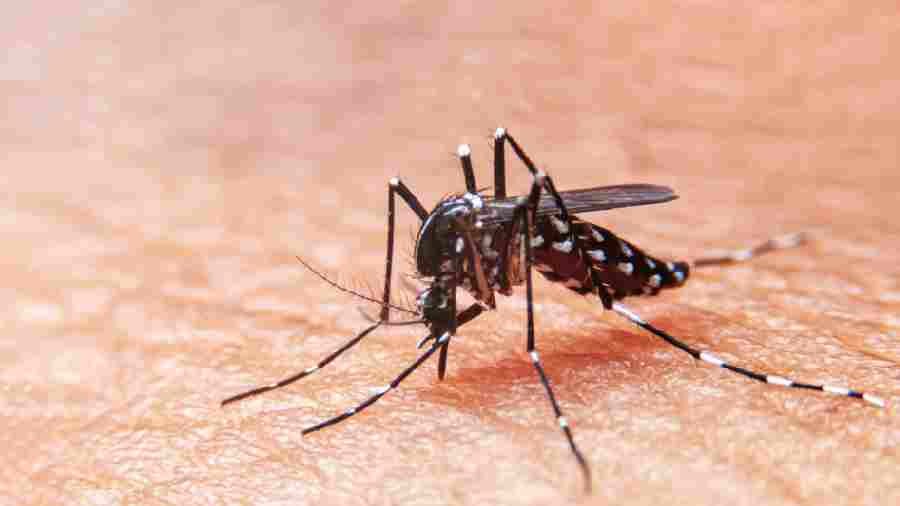 West Bengal reports 840 new dengue cases