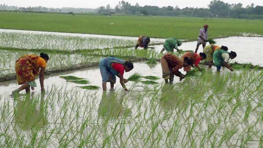 A hidden natural resource has transformed Bangladesh into a food-secure nation