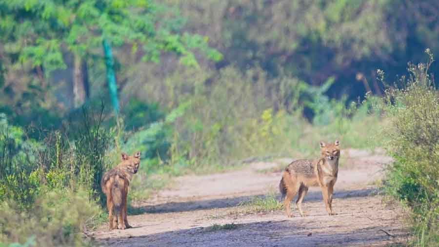 Jackals attack 17 in Nadia