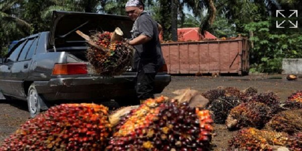 Malaysian palm oil firms 'not hiring Bangladeshis over recruitment concerns'