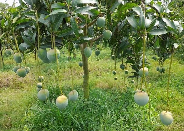 High-density method brings revolution to Rajshahi's mango farming