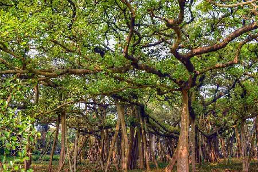 Bihar: Bhagalpur will soon become first city in state to have its 'City Biodiversity Index'