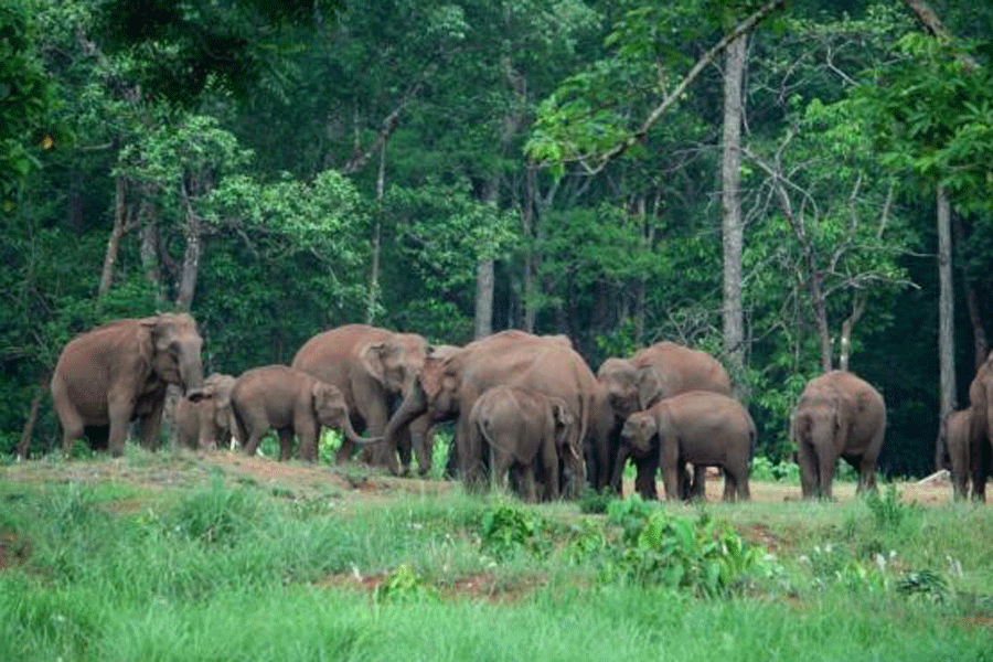 Odisha: State govt launches Gaj Utsav for elephant conservation