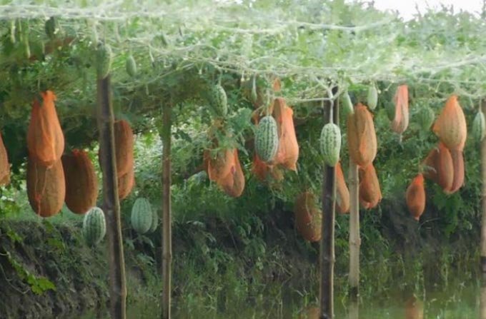 Bumper off-season watermelon production in Khulna region