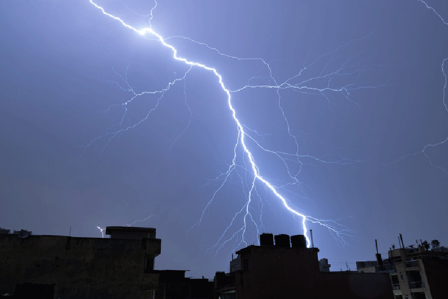 Odisha: State Govt. backs palm tree plantation drive to prevent lightning deaths