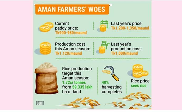 Falling paddy price spells doom for farmers