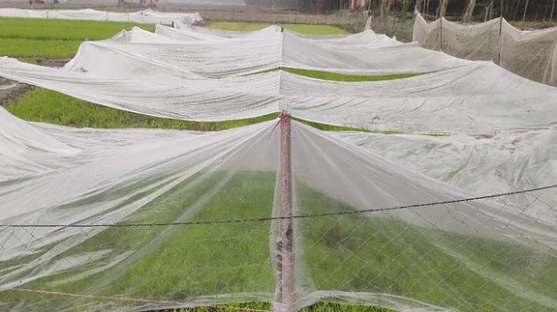 Kurigram farmers worried as cold wave and dense fog threaten seedbeds