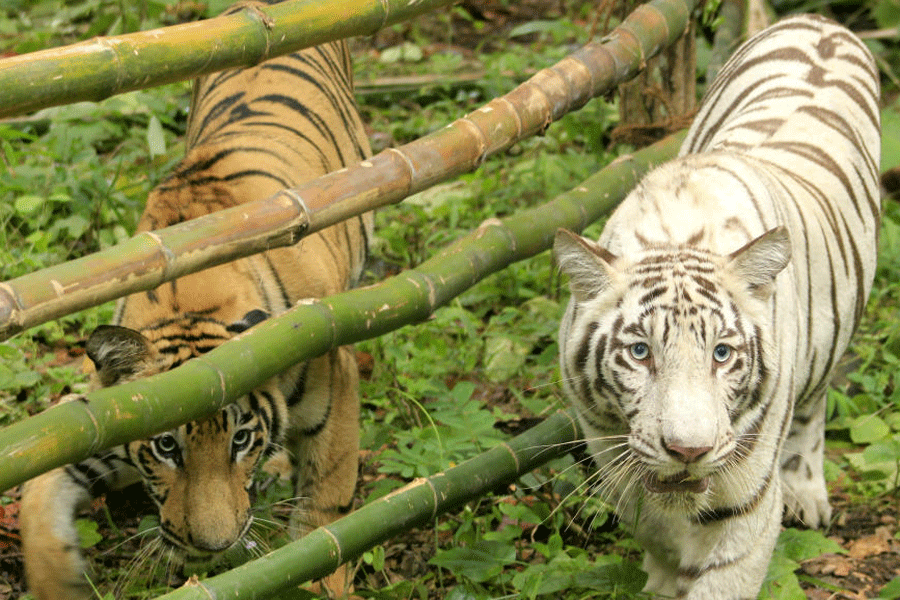 West Bengal sends two Royal Bengal Tigers, leopards, birds to Tripura, awaits lions