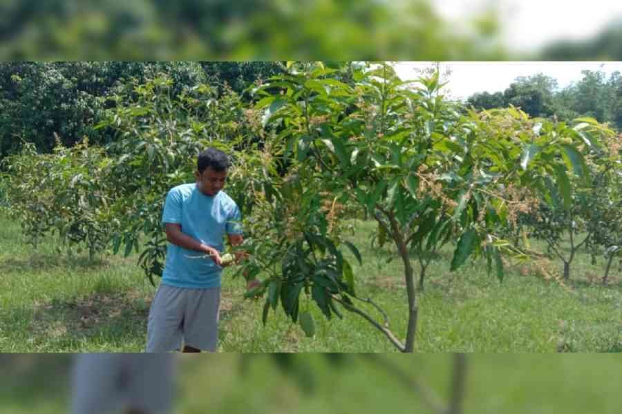 Friendly mango for all seasons: Malda youth grows Katimon, popular in Bangladesh