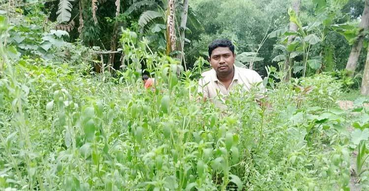 Sweet success: Jibankrishna's stevia cultivation takes off