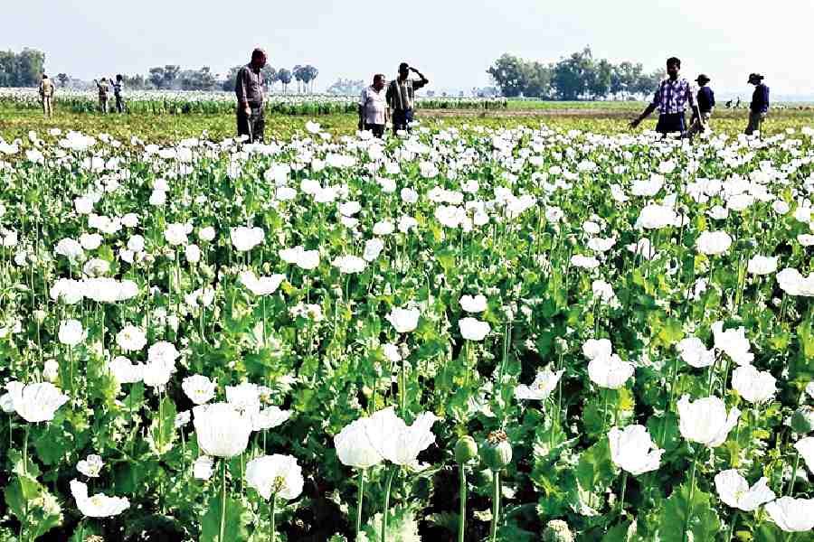 14 acres of illegal poppy plantations destroyed in Manipur's Kangpokpi